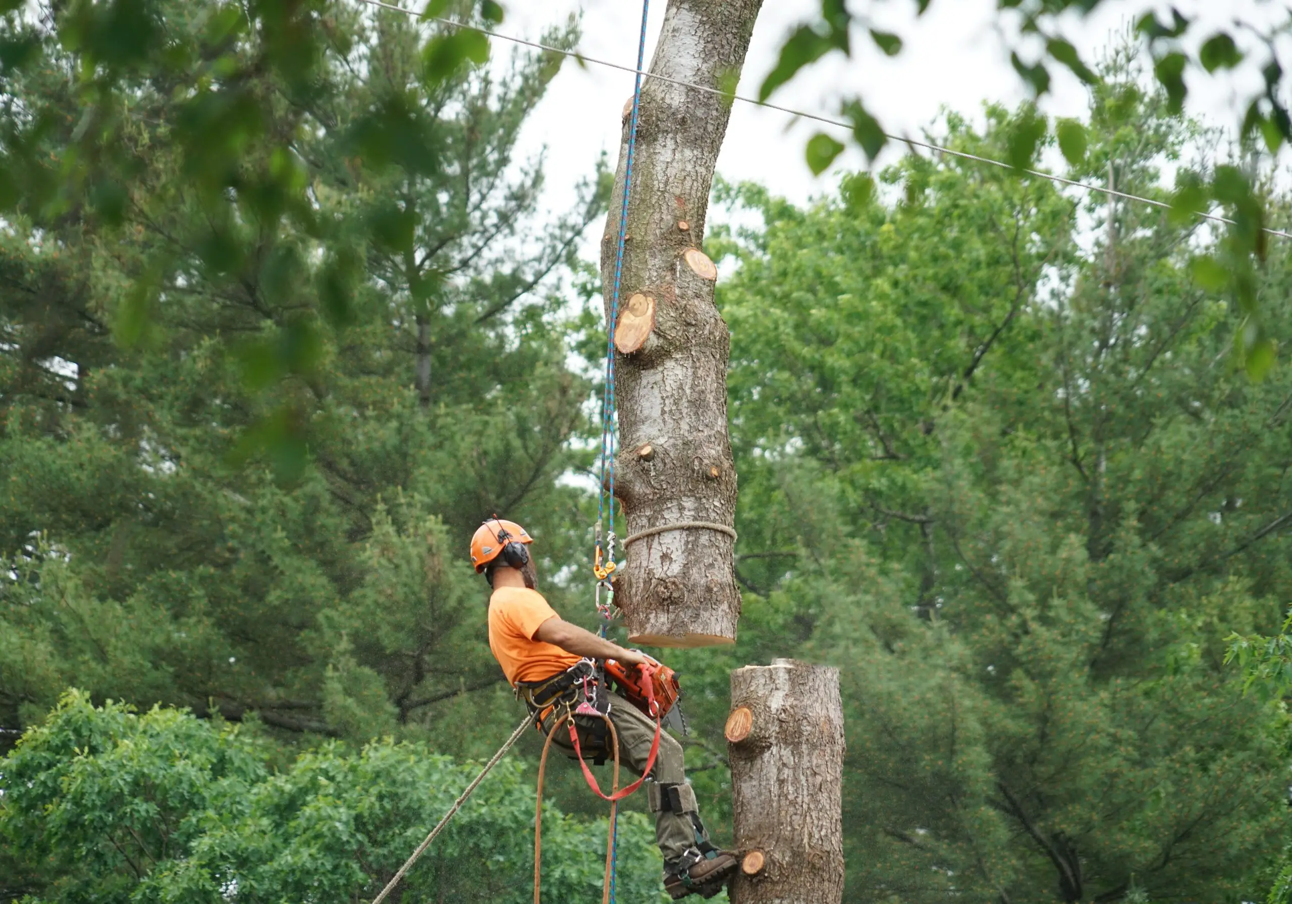 a guy removing a tree