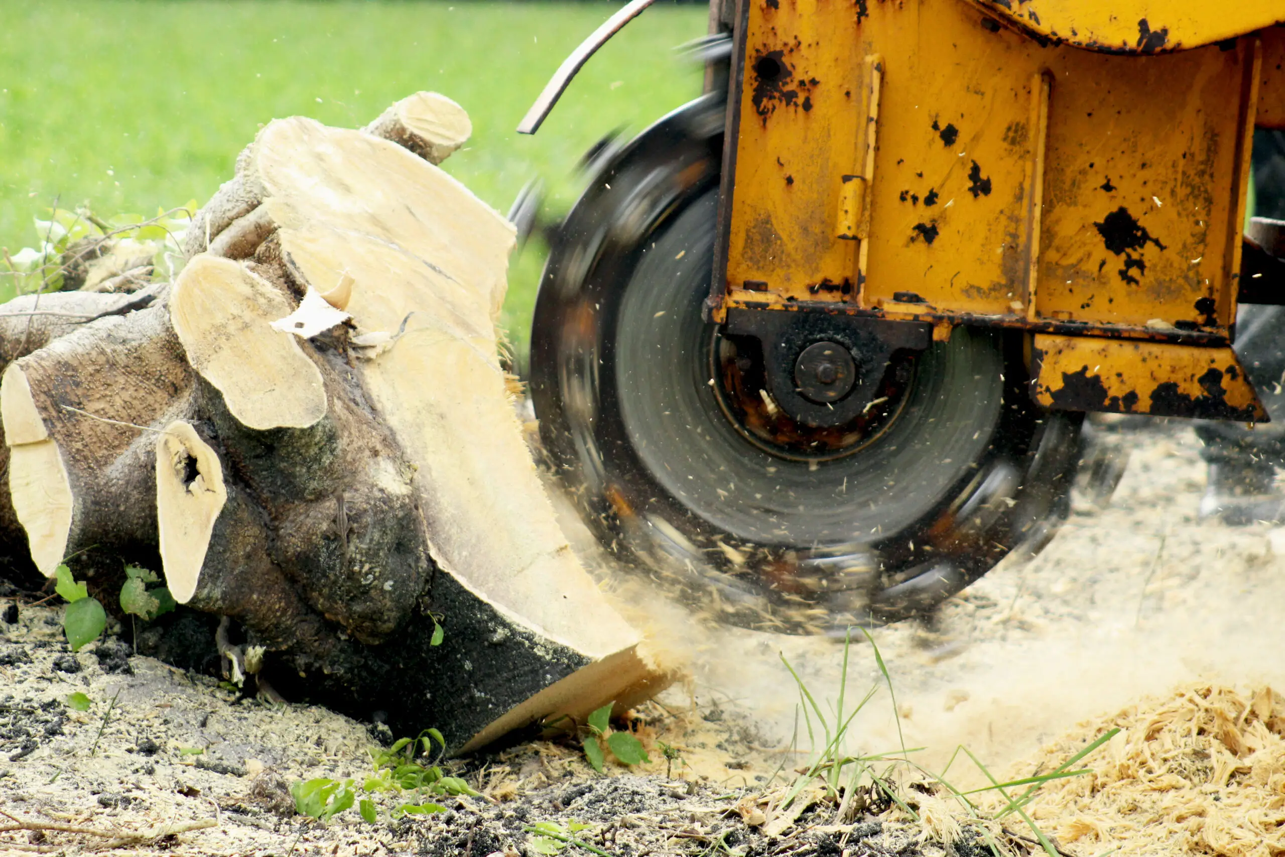a grinder stump grinding for grapevine tree removal